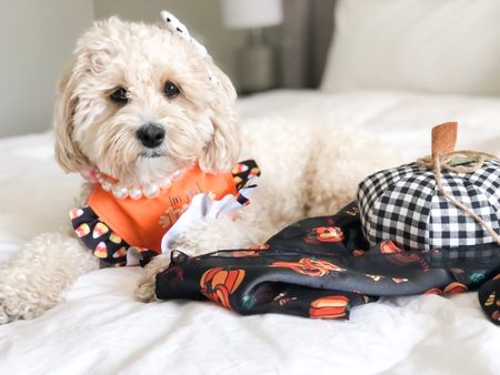 My Halloween outfit 🎃 Shop my dog bandana at pineapplepawprints.com and my necklace at agirlsyorkie.com—all the essentials for a perfect dog model shoot! 
#ltkdog #dog #halloween #fall #autumn 

#LTKSeasonal #LTKstyletip #LTKfamily