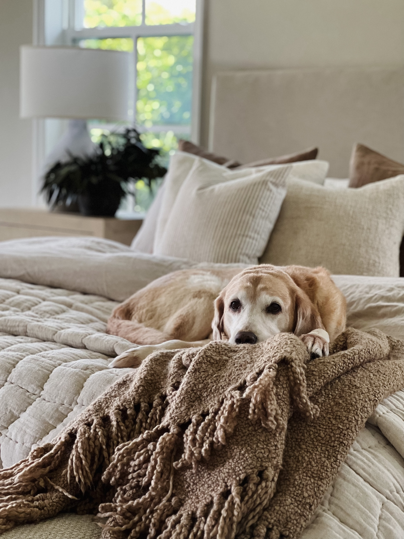 When you are ready to embrace the cozy fall bedding 🍂🍂🍂

Duvet: dark flax
Cloud Quilt: flax
Linen Sheets: white

Fall, fall decor, bedding, home decor, bedroom, bed, sheets, duvet, cozy

#LTKHome #LTKSeasonal #LTKFallSale