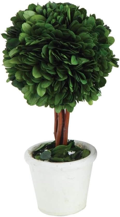 Preserved Boxwood Topiary White Clay Pot 9 x 5 Terracotta Tabletop Figurine | Amazon (US)