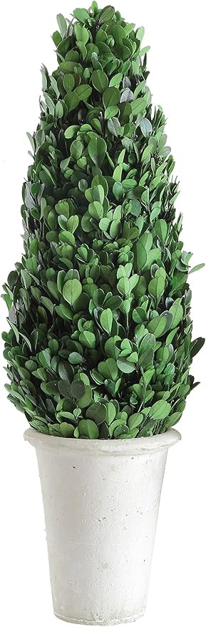 Creative Co-Op Boxwood Topiary in Clay Pot, Large | Amazon (US)