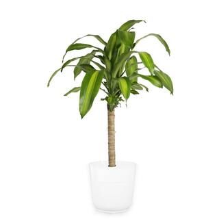 Costa Farms Mass Cane in 8.75 in. White Decor Pot-10MASSCREAMMOD - The Home Depot | The Home Depot
