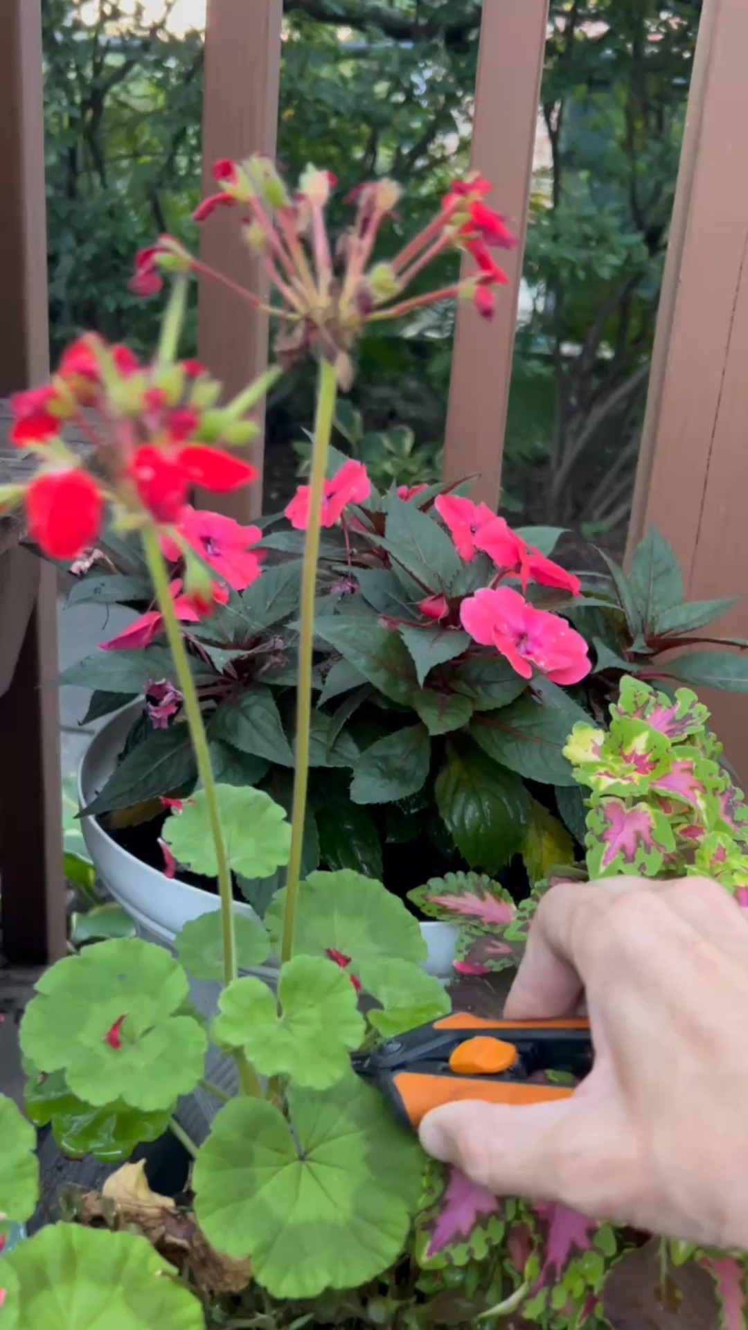 Ahh, what a beautiful sound from the best pair of garden snips you’ll ever own. 

#LTKSeasonal #LTKHome