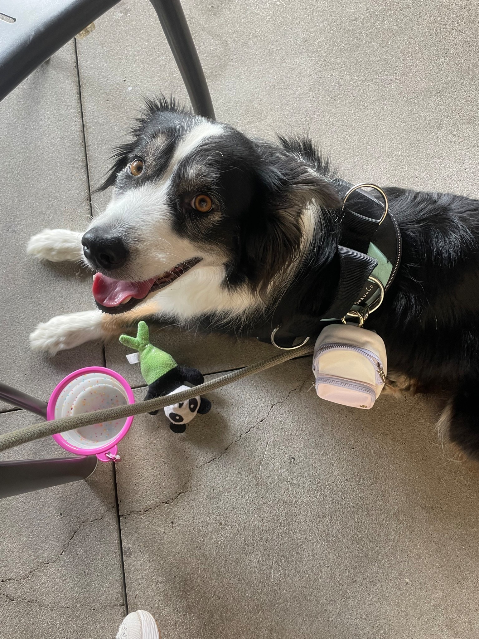 Cutest little lululemon keychain bag charm or bag for your dog!

#LTKFindsUnder50 #LTKPets #LTKItBag