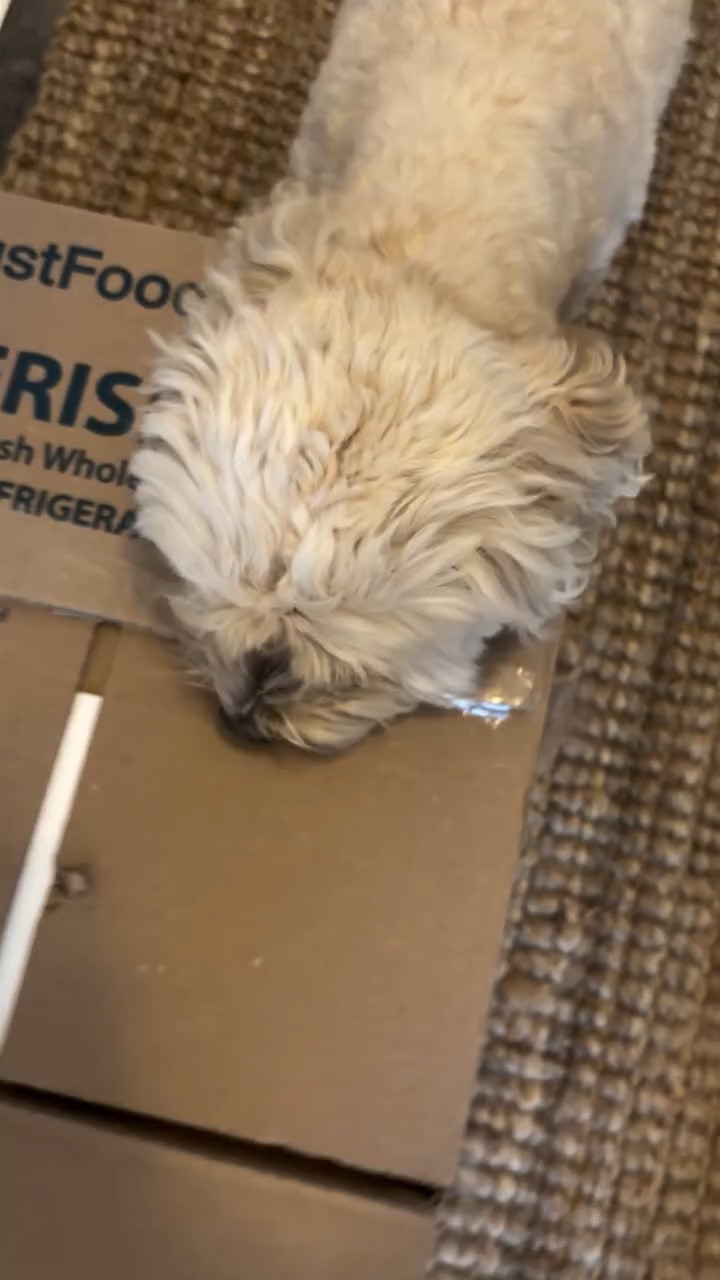 Just Food For Dogs delivery day 🙌

If you want to give your dog the best nutrition, JFFD recipes use whole-food, human-grade ingredients to give your pet a longer and healthier life. 

They use research to create fresh food that’s more digestible for your pup and supports their immune system, all while being more affordable than other fresh food options. 

🐾Follow @justfoodfordogs for more info! 
.
.
.
.
Ad | @justfoodfordogs @stackinfluence #justfoodfordogs #justfoodfordogspartner #freshdogfood #dogsarefamily humangradedogfood jffd