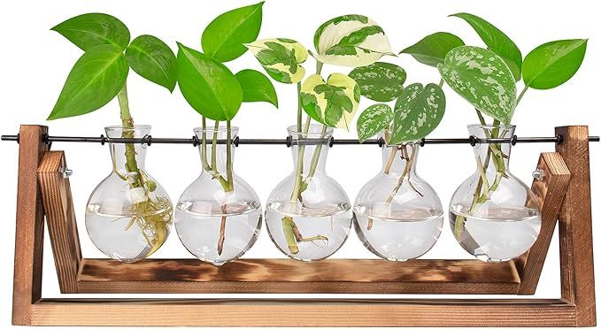 Ivolador Desktop Glass Plants Bulb Terrarium with Retro Solid Wooden Stand and Metal Swivel Holde... | Amazon (US)