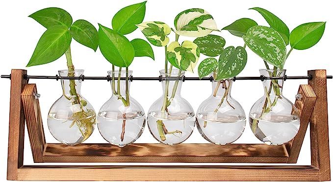 Ivolador Desktop Glass Plants Bulb Terrarium with Retro Solid Wooden Stand and Metal Swivel Holde... | Amazon (US)