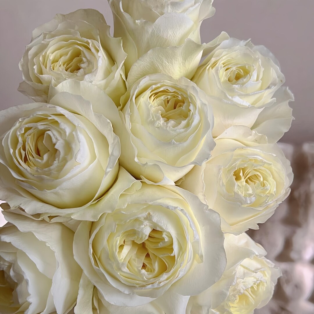 Coldplay. 酷玩 Dutch Cut rose. Live plant. | Etsy (US)