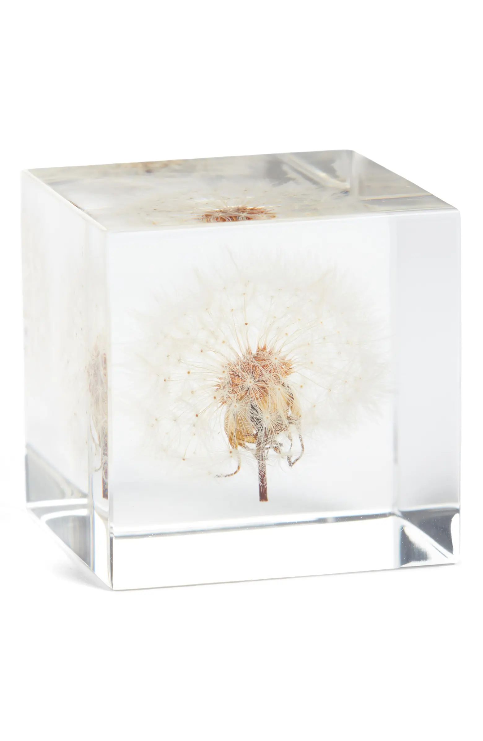 SOLA CUBE Dandelion Dried Acrylic Cube | Nordstrom | Nordstrom