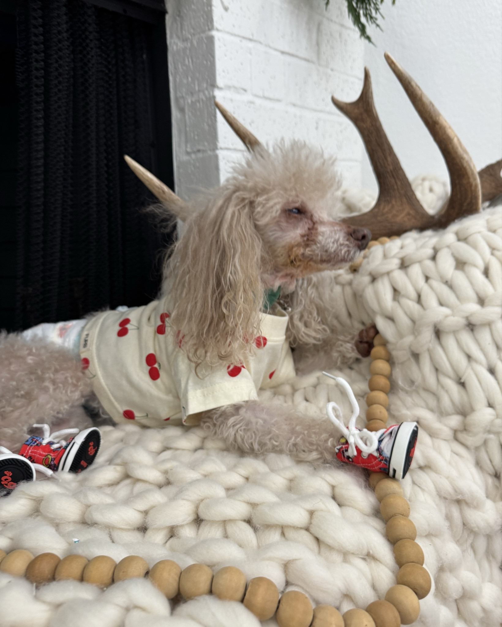 The most awesome doggie kicks! 

I recommend to measure your pets paw to get the best fit so they don’t come off! Great for older pets that slip on the hard floor or hot surfaces like pavement to keep their paws safe!! (Do not leave on 24/7 and do not over tighten laces) 

These worked great for my old man! #dog #dogoutfit #dogshoes #petsupplies #dogmom #dogmomlife  

#LTKdayinmylife #LTKmomlife #LTKootd