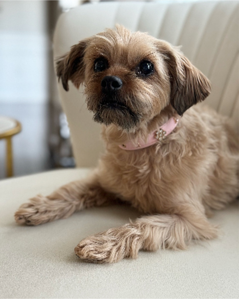 Miss Millie looking PAWfect in her new collar! 

#LTKGiftGuide #LTKfindsunder50 #LTKfamily