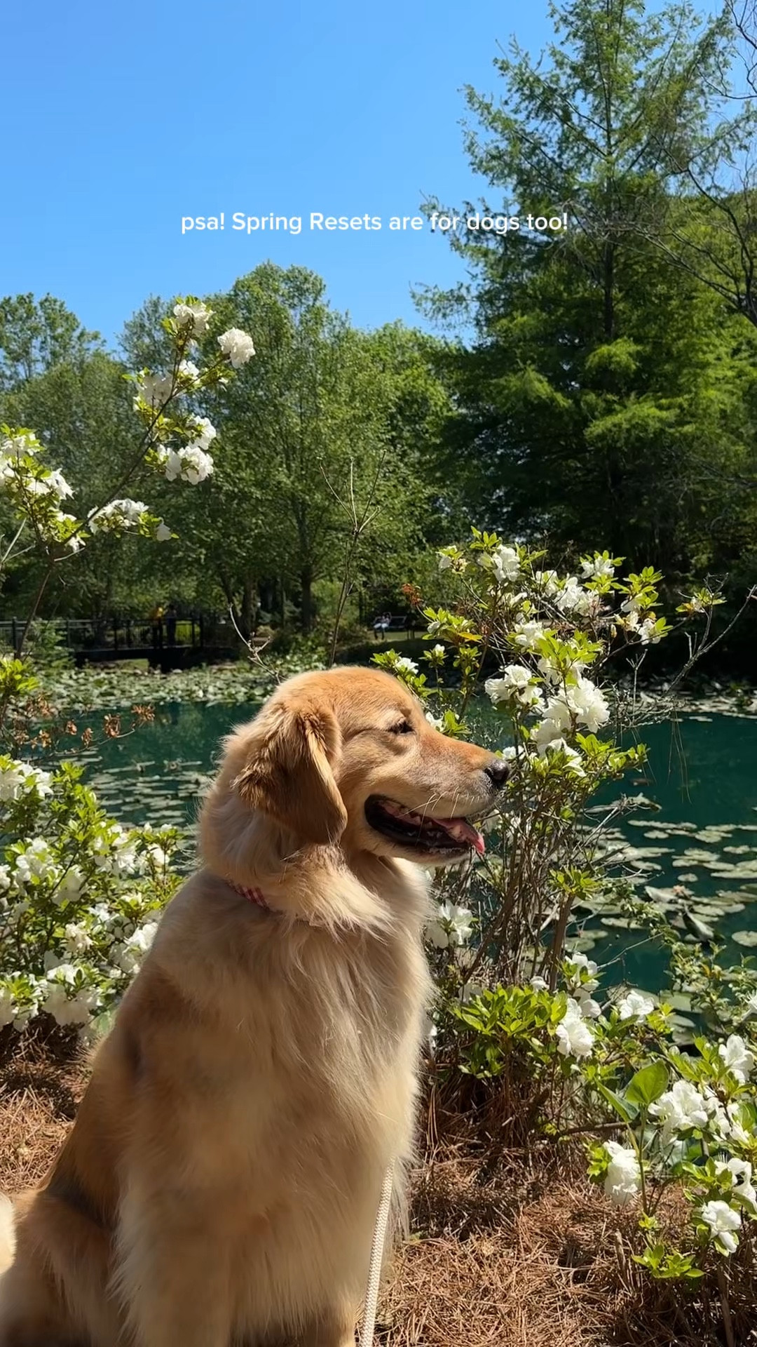 Spring refresh for you and your dog! Get 60% off your first box of @thefarmersdog  using my link! #thefarmersdog #tfdpartner