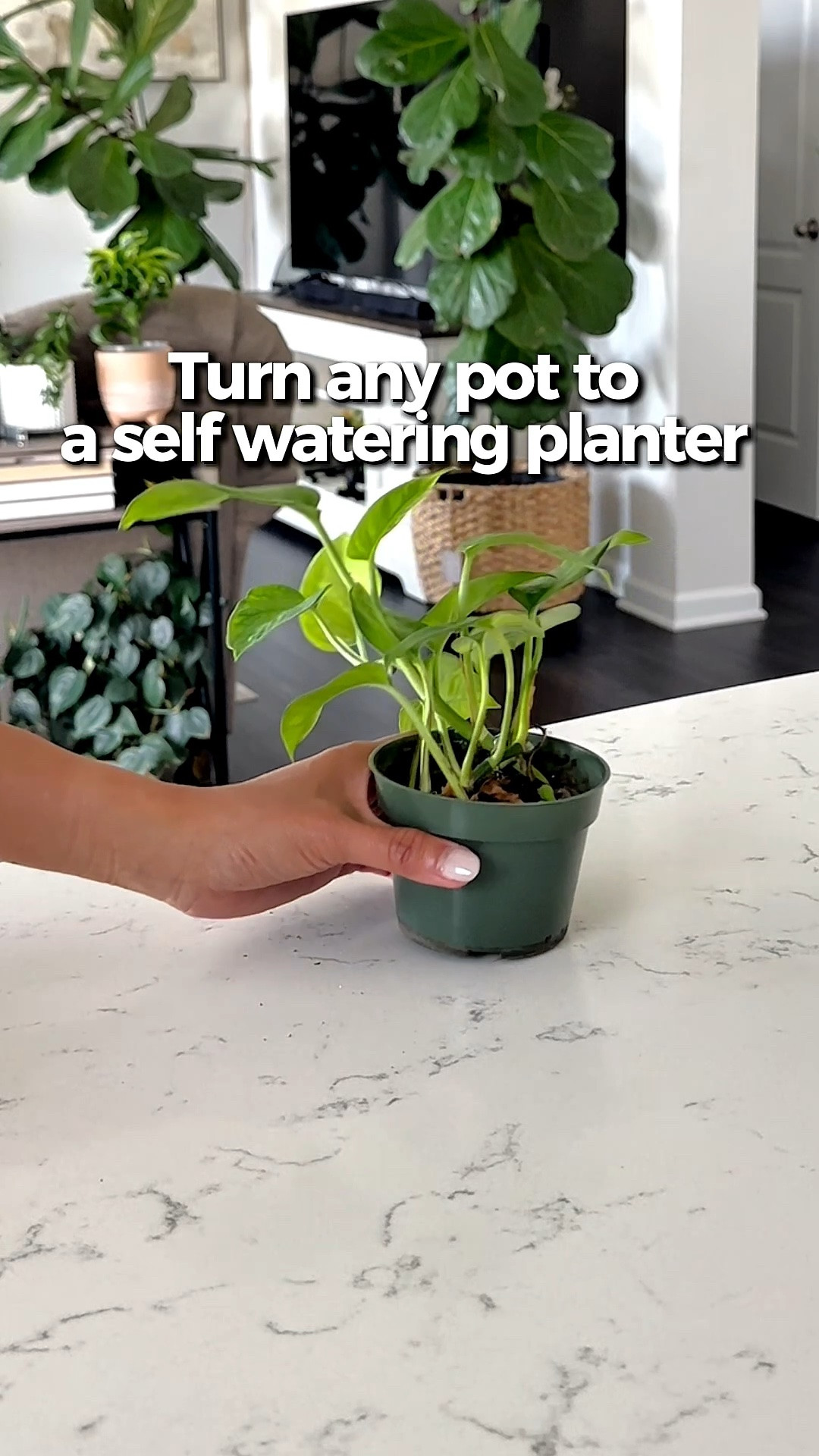 If you want to convert your regular plant pots into self-watering planters… this little plant parent hack is so good 🌱💧

These self-watering spikes help keep your plants hydrated without constantly checking if they need water. You just place the spikes into the pot, run the wick into a water container, and it slowly delivers water right to the roots.

This set comes with 8 self-watering spikes plus 32.8 feet of wick rope, and they work great for planters around 5 to 12 inches tall.

Perfect for busy days, vacations, or honestly if you just forget sometimes like me 😅

#LTKmomlife #LTKstorytime #LTKHome