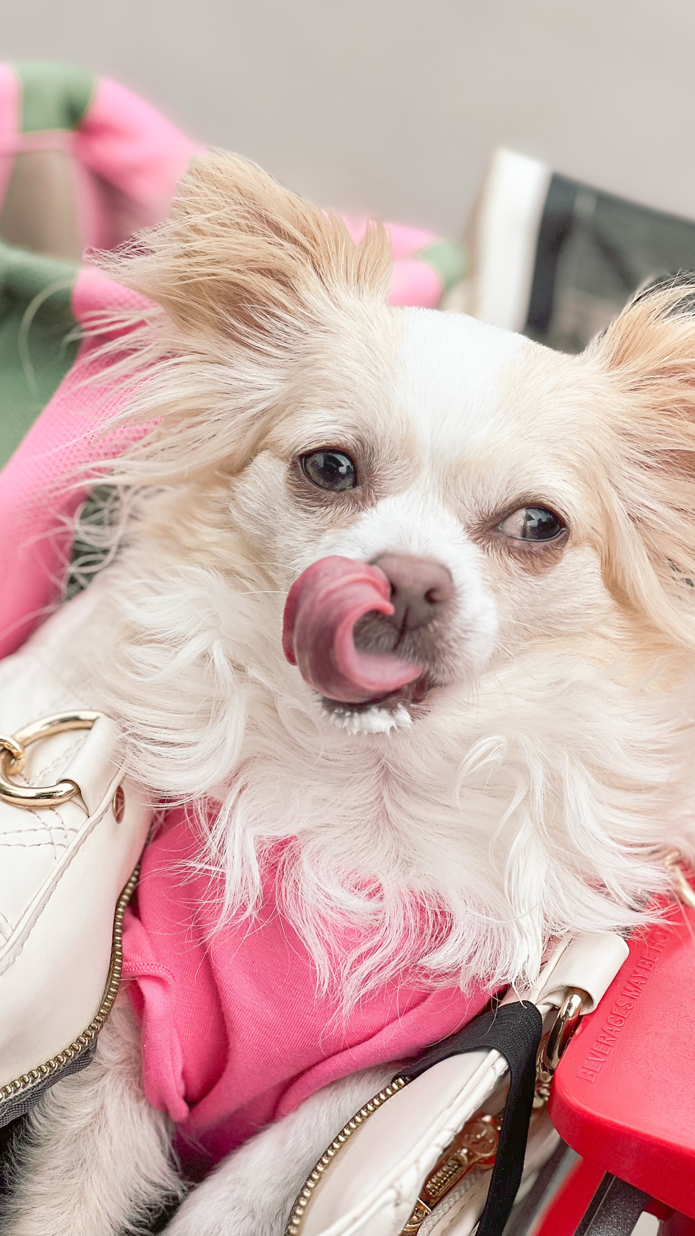 Happy Cinco de Mayo!!! 
We celebrate every yr because after all, it is the holiday of her nation!

#LTKPets #LTKSeasonal