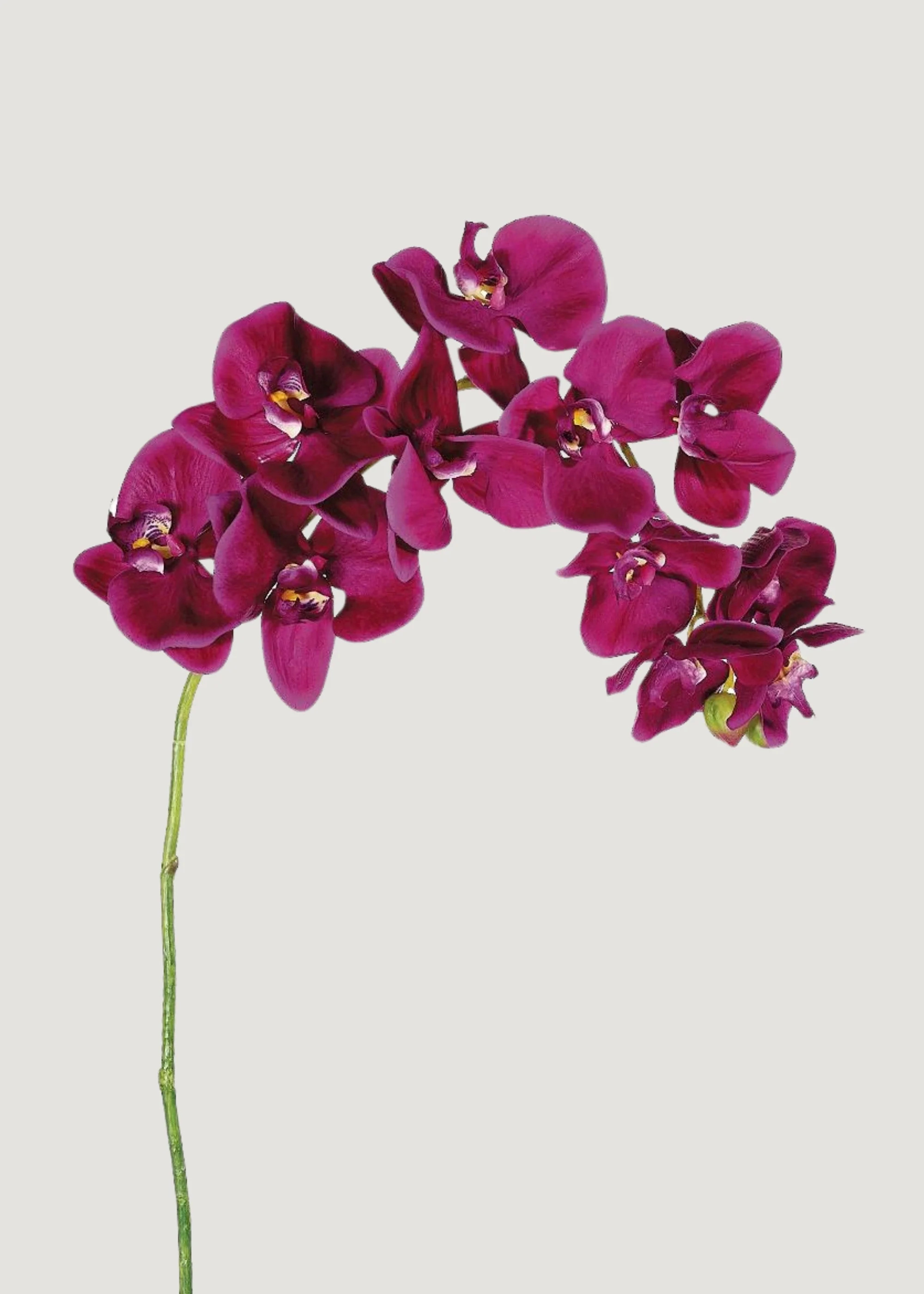 Violet Fuchsia Phalaenopsis Orchid | Fake Tropical Flowers | Afloral | Afloral