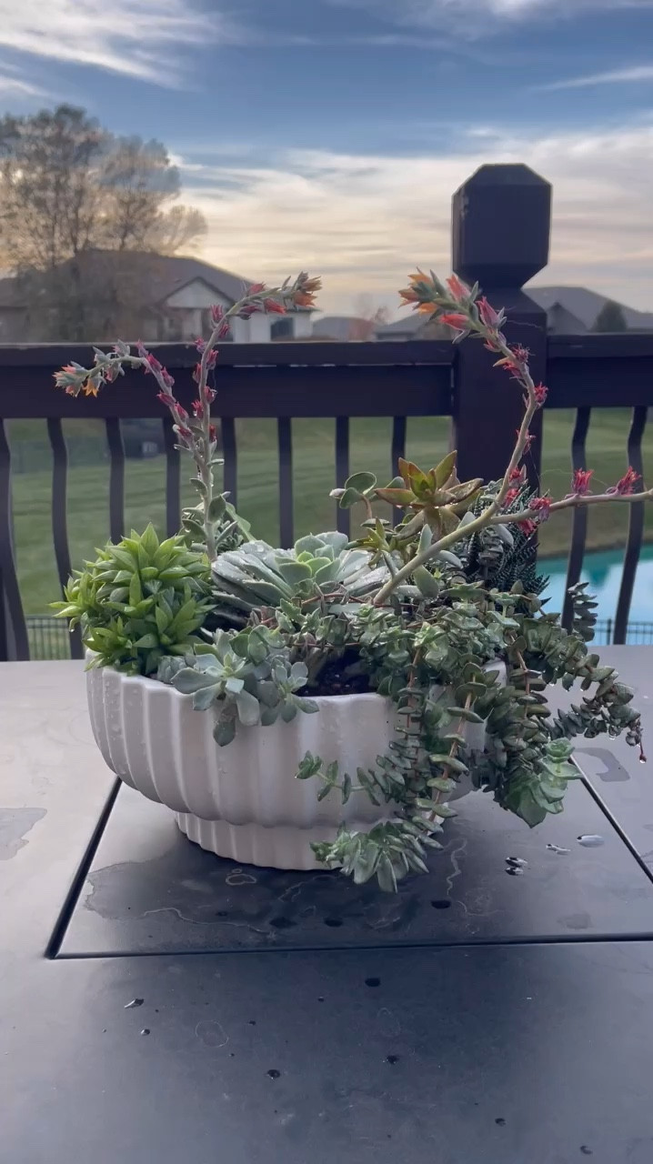 This video shows the journey of my favorite succulent planter—how it came together and what it looks like a year later (at the end of the reel). I love how these succulents plants bring the full spectrum of the rainbow into one arrangement, making it one of my absolute favorite displays in my home!

Liz’s personal care experience only…every environment is different:
🪴Light: full sun year round
🪴Water: when dry
🪴Avg Temp last 30 days: 74F
🪴Relative Humidity last 30 days: 45%
🪴Fussy: no
🪴Rate of growth: slow
🪴Pot size: 12” (comment “shop” for a link)
🪴Potting Mix: cactus soil (comment “shop” for a direct link)
🪴fertilizer: rarely 


#LTKFindsUnder50 #LTKHome #LTKGiftGuide