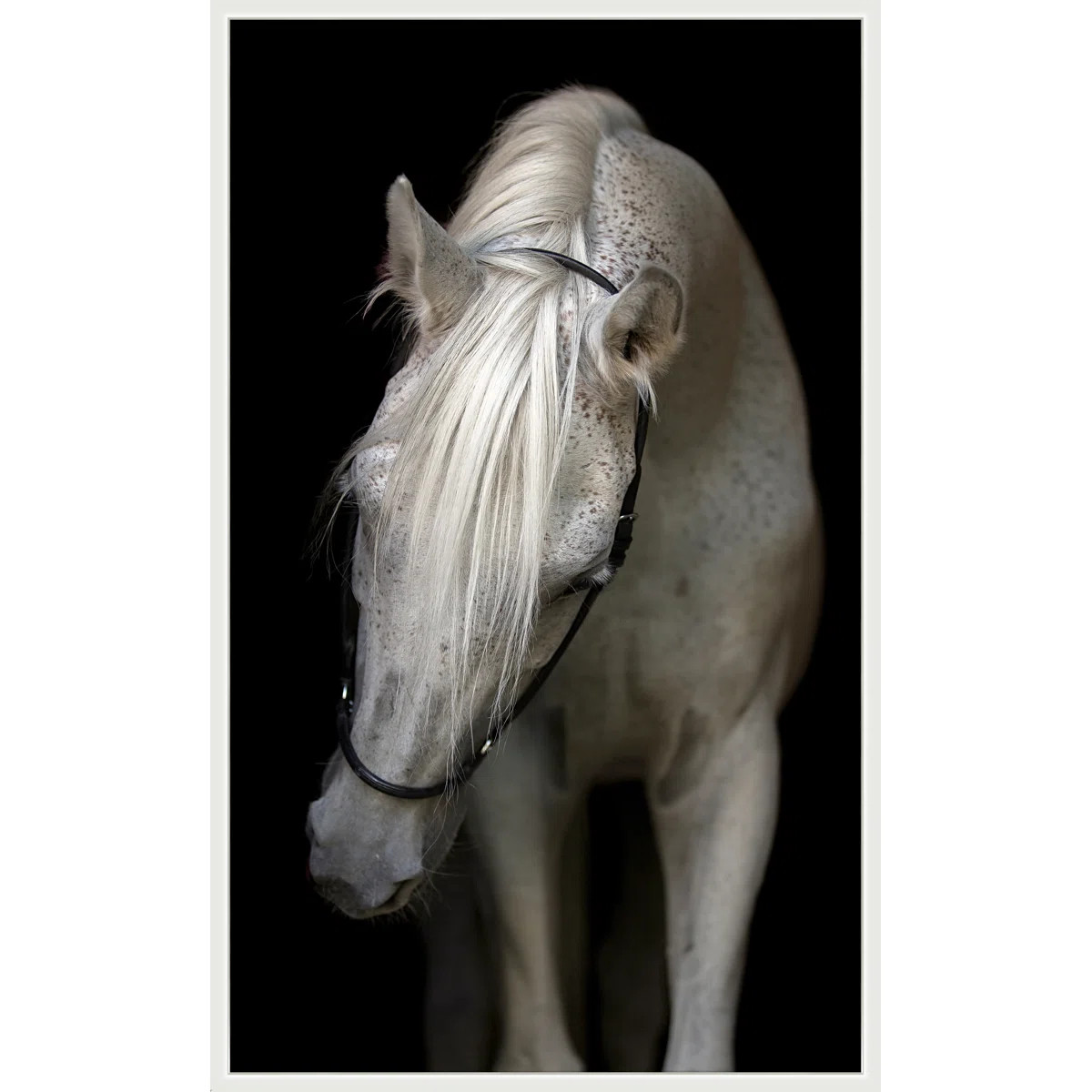 Pasha' Framed Photographic Print on Canvas | Wayfair North America