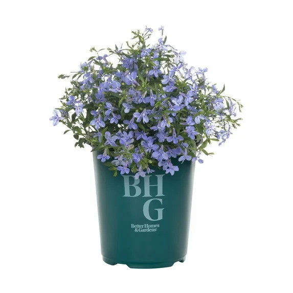 Better Homes & Gardens 1.5PT Blue Lobelia Live Annual Plant Sun | Walmart (US)