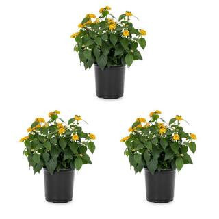 2 Qt. Yellow Lantana Annual Plant (3-Pack) | The Home Depot