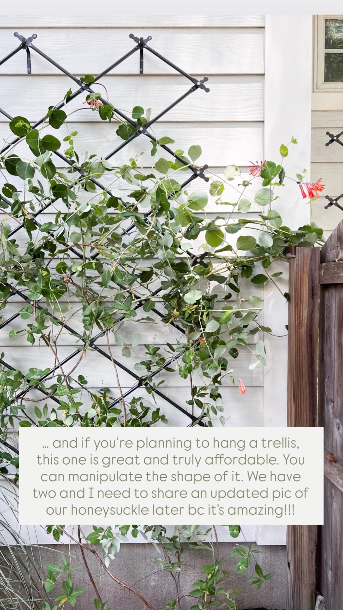 … and if you’re planning to hang a trellis, this one from @Wayfair is great and truly affordable. You can manipulate the shape of it. We have two and I need to share an updated pic of our honeysuckle later bc it’s amazing!!! 

Backyard inspo, outdoor, garden inspo

#LTKSaleAlert #LTKHome #LTKSeasonal