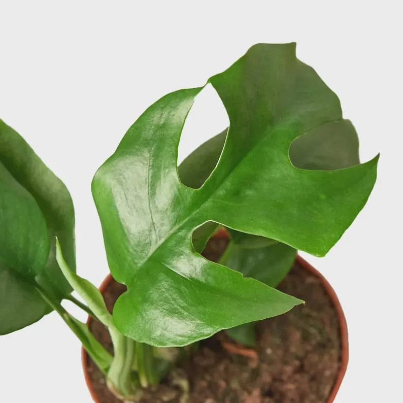 Mini Monstera | Rhaphidophora Tetrasperma | Monstera Minima | Fenestrated Vining Houseplant | Liv... | Etsy (Global)