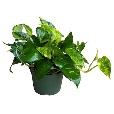 1-in Golden Pothos in Plastic Pot (L20947Hp) Lowes.com | Lowe's