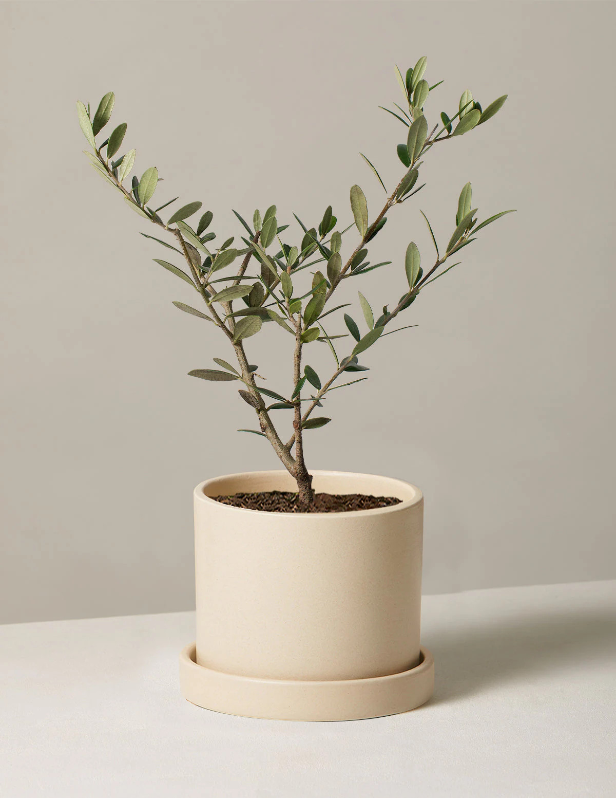 Olive tree in cream ceramic planter from The Sill