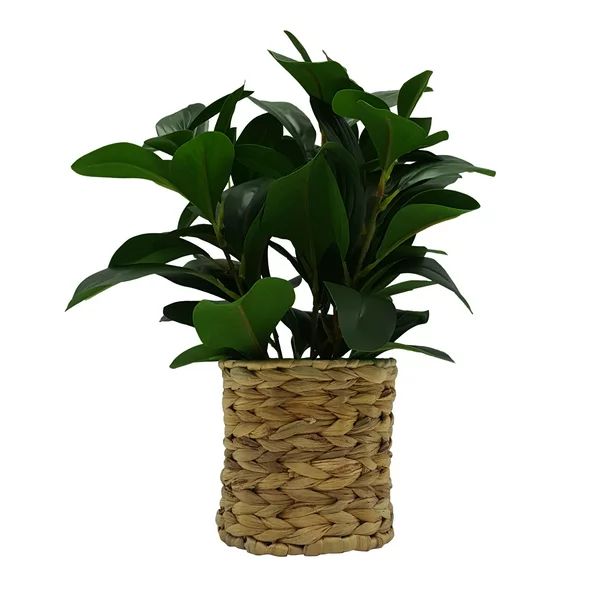Better Homes and Gardens Artificial 13" Peperomia Plant in Water Hyacinth Basket | Walmart (US)