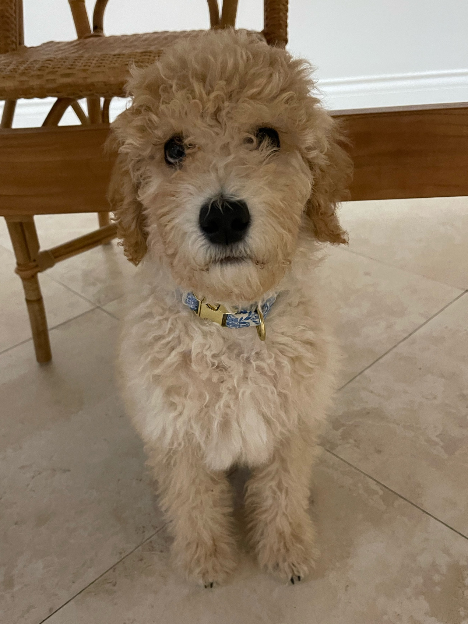 My sweet little Goldie girl has the cutest collar that I found in blue floral with her name embroidered in navyy

#LTKFindsUnder50 #LTKFamily