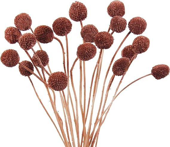 CISDUEO 20 Pcs Dried Flowers Craspedia Billy Balls Flowers Reddish Brown Billy Buttons Dried Flor... | Amazon (US)