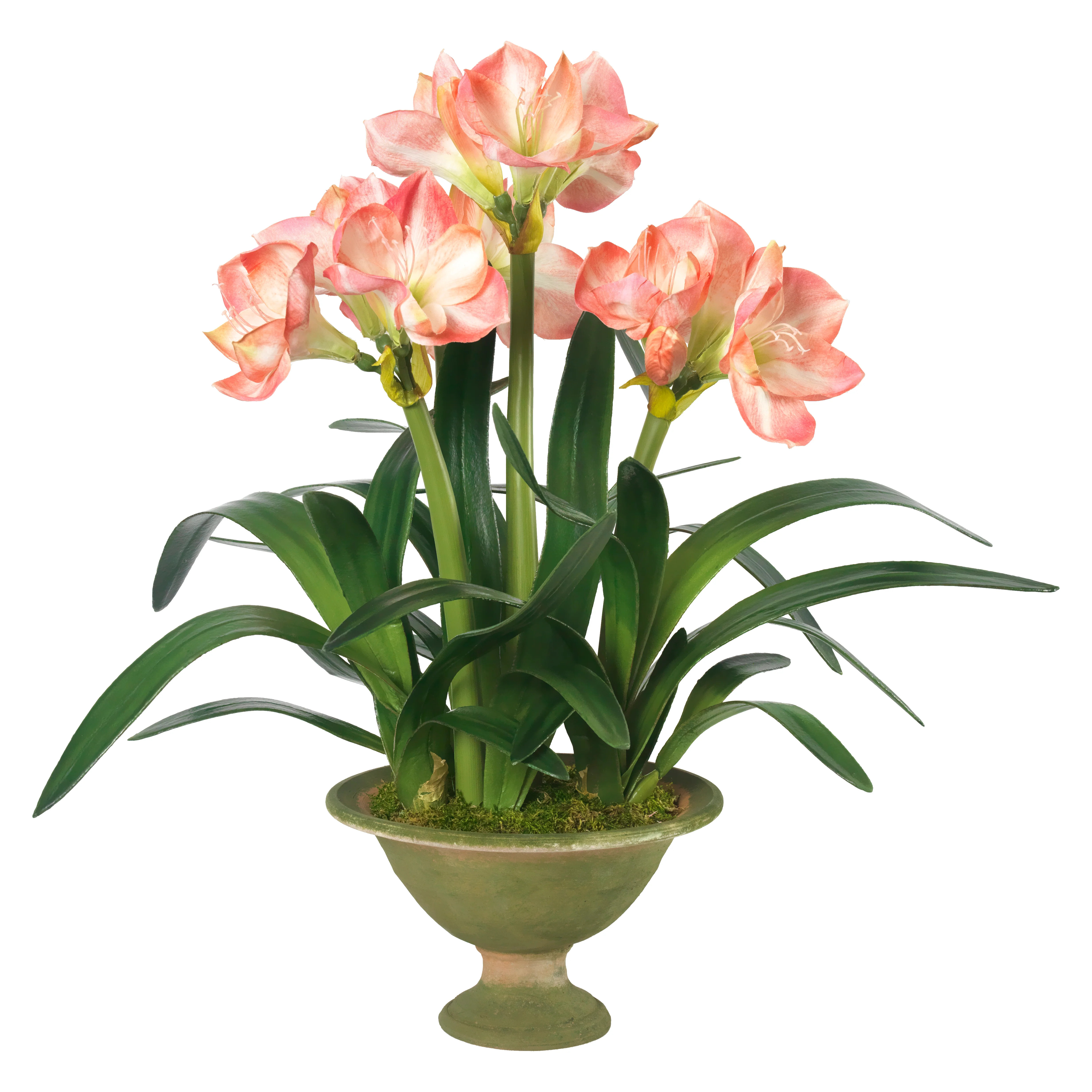 Candy Striper | Diane James Home