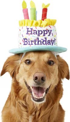 Frisco Birthday Cake Dog & Cat Hat | Chewy.com
