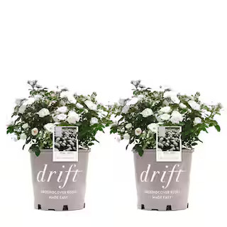 Drift 3 Gal. White Drift Rose Bush with White Flowers (2-Pack) THD00089 - The Home Depot | The Home Depot