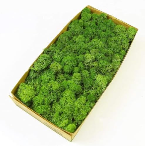Preserved Reindeer Moss Natural Green DIY Kit Gardenning Art Wall Decor Florist Decor Easter Tabl... | Amazon (US)