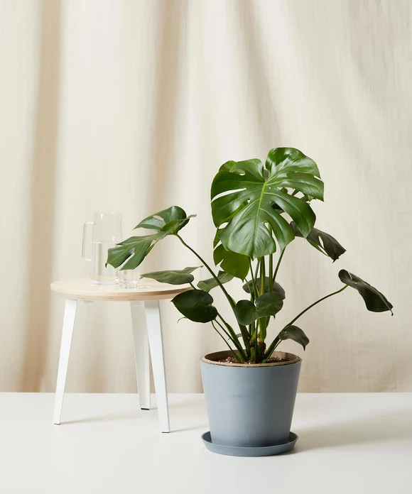 Buy Potted Monstera Deliciosa Indoor Plant | Bloomscape | Bloomscape