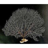 Natural Dried White Sea Fans | 7""-20"" You Choose Size Beach Coastal Décor | Etsy (US)