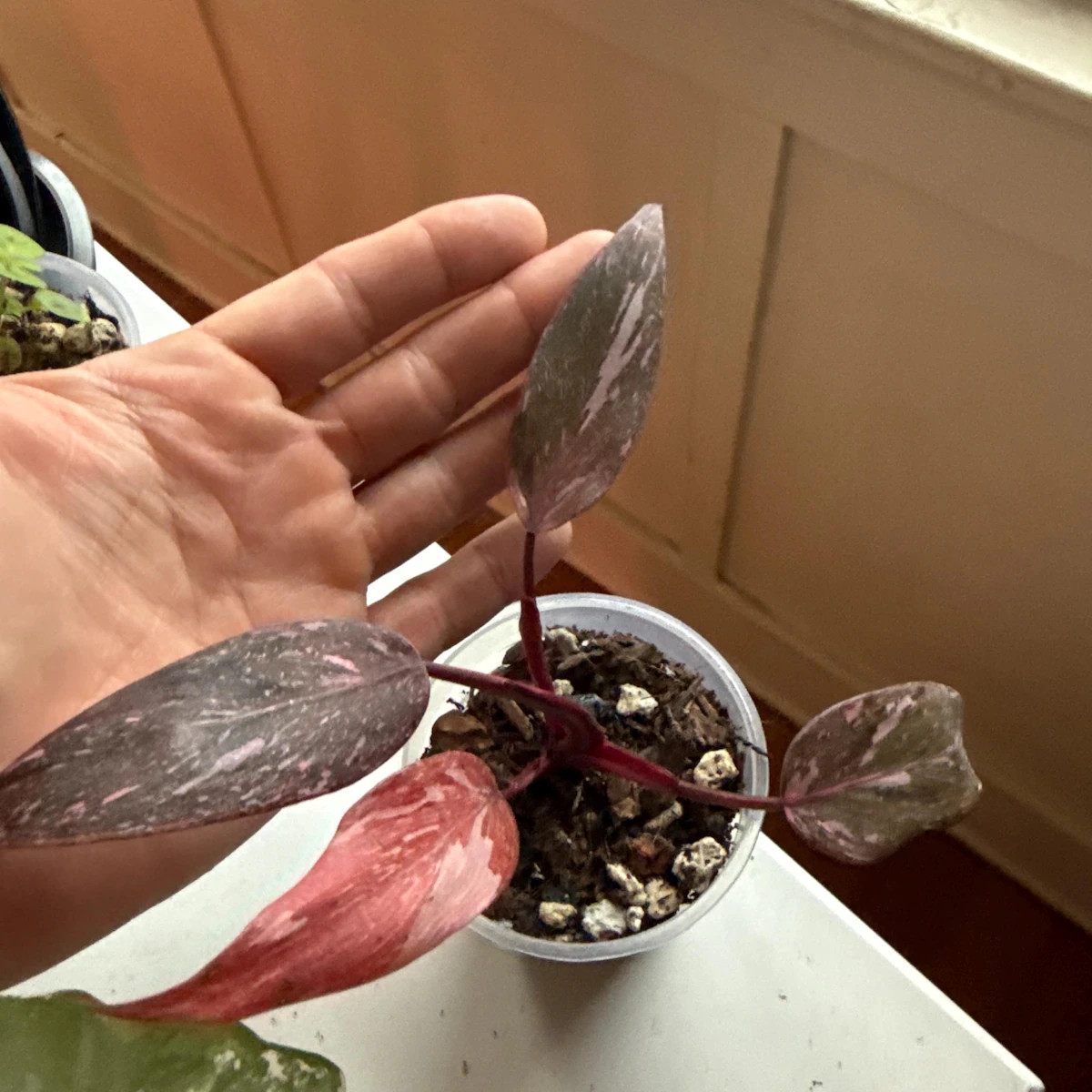 New Philodendron Black cherry pink princess starter plant **(ALL plants require you to purchase A... | Etsy (US)