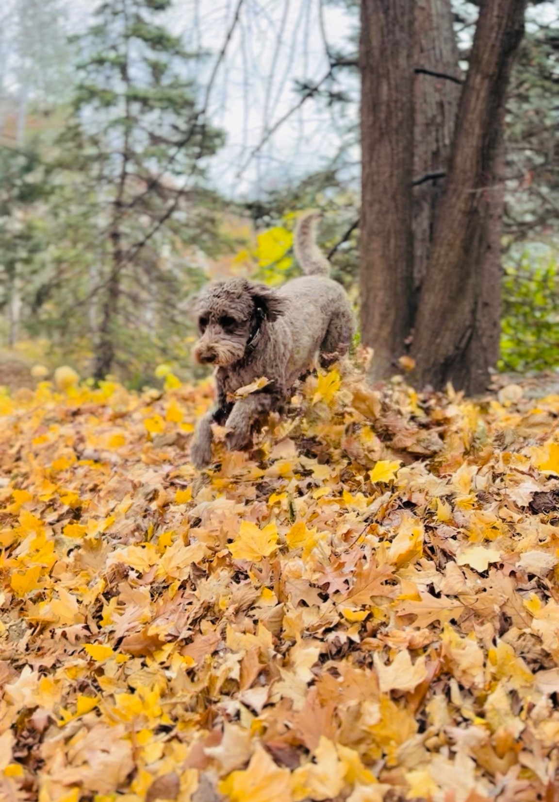 Work smarter not harder!! #fallleaves #homedepot 

#LTKFamily #LTKSeasonal #LTKHome