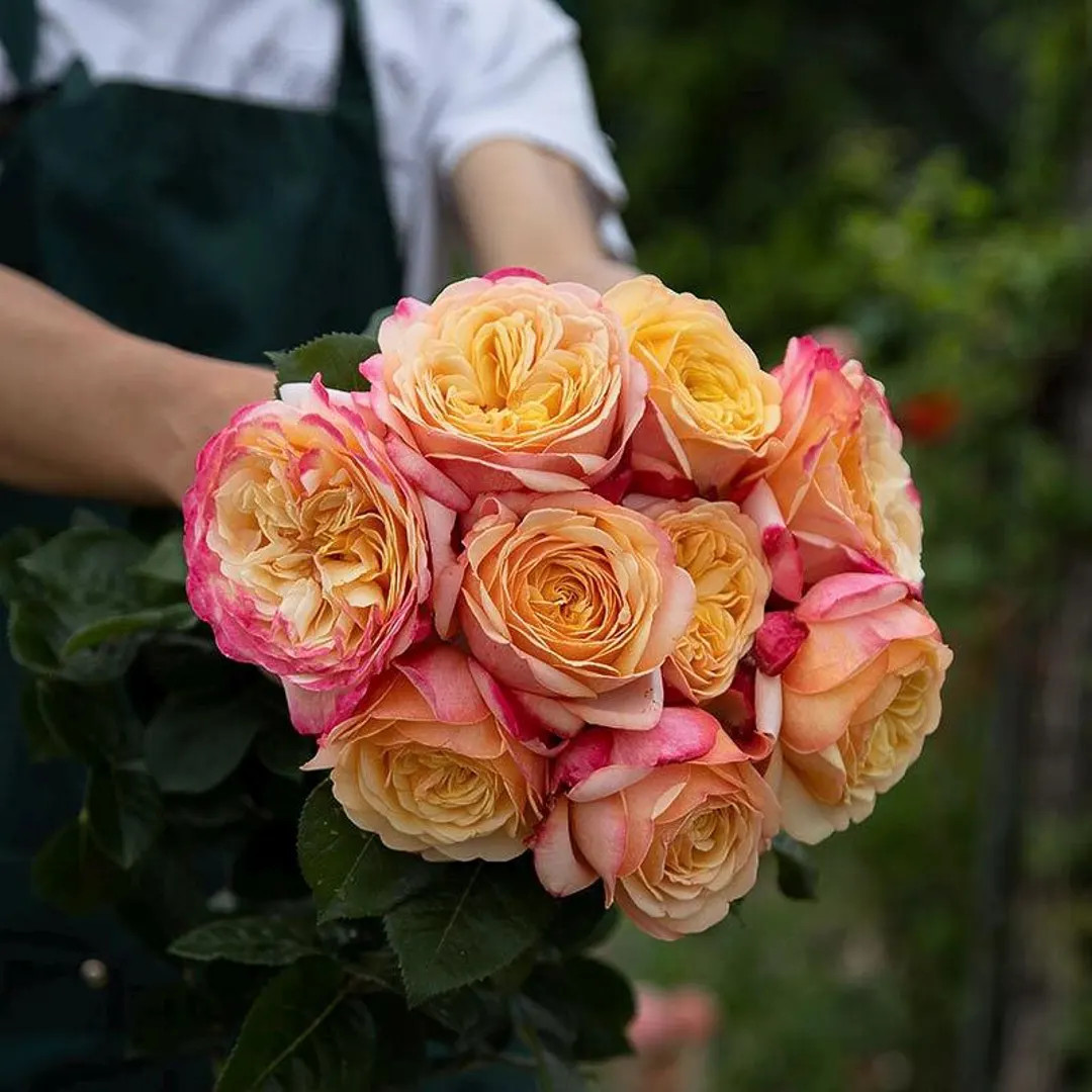 Capri Rose Plant. 卡普里Live plant. | Etsy (US)