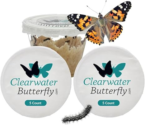 Clearwater Butterfly Painted Lady Butterflies - 5 Live Caterpillars to Butterflies - Caterpillars... | Amazon (US)