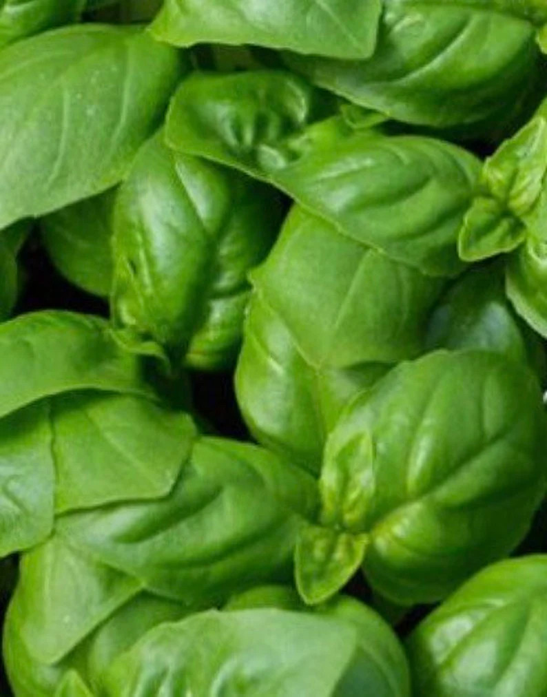 Sweet Basil Seeds - Etsy | Etsy (US)