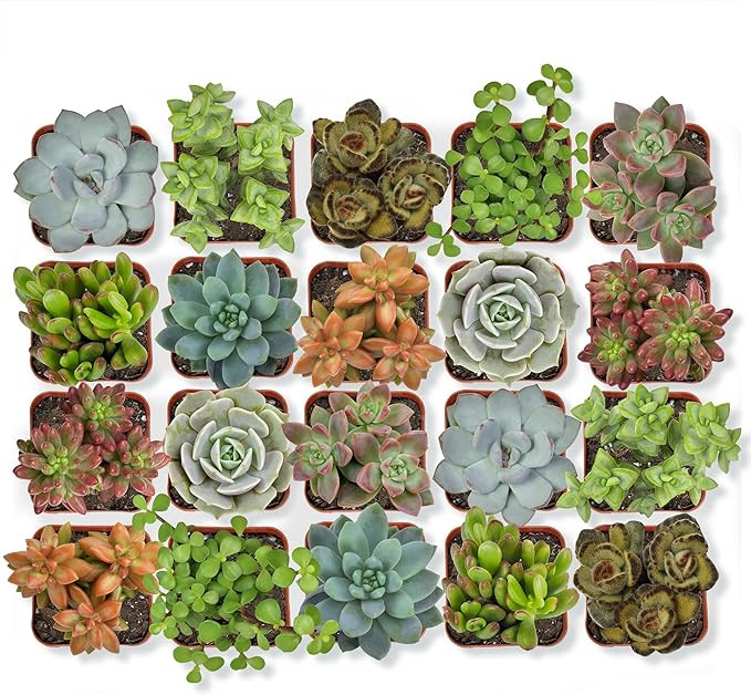 Altman Plants, Live Succulent Plants (20 Pack) Assorted Potted Succulents Plants Live House Plant... | Amazon (US)