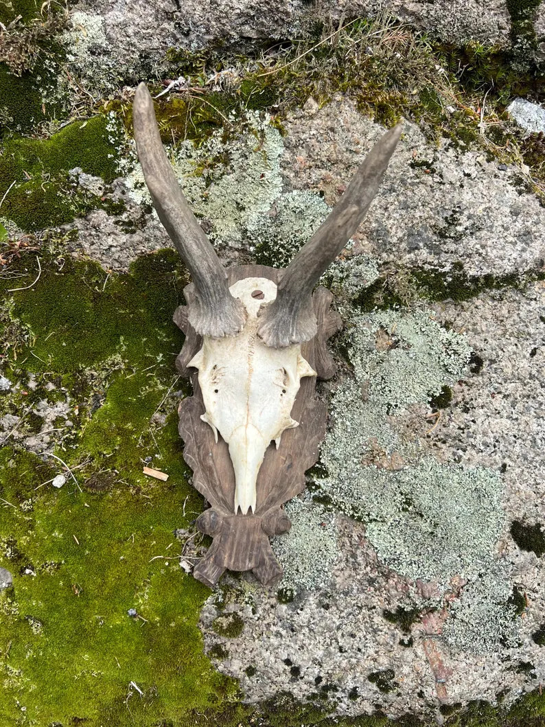 European Roe Deer Antler Mount | Etsy (US)