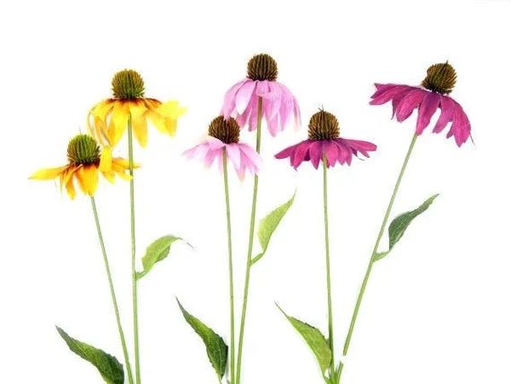 1 Fake Echinacea Flower Stem Yellow Pink or Hot Pink Silk - Etsy | Etsy (US)
