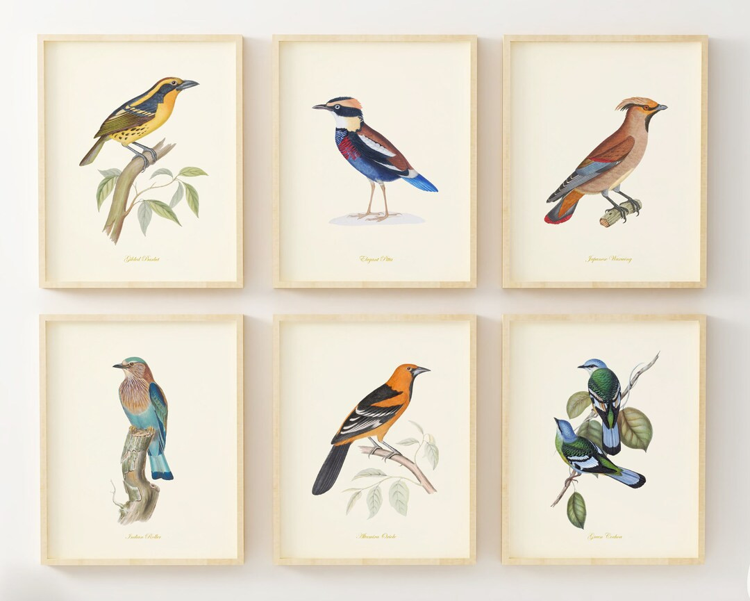 Bird Art Vintage Bird Art Prints Bird Wall Decor Birds of North America Small Bird Art Prints Set... | Etsy (US)