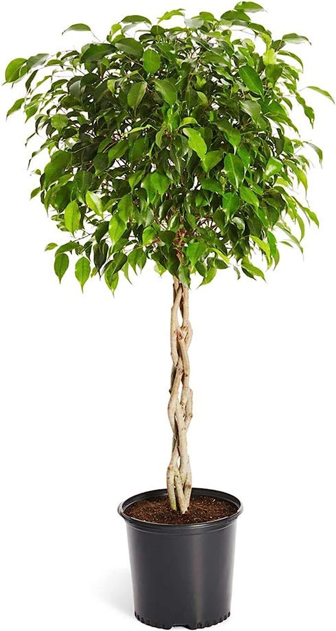 Brighter Blooms - Benjamina Ficus Tree - Unique Potted Tree, Perfect as a Patio Plant or Indoor T... | Amazon (US)