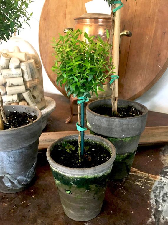 Live Plants-myrtle Tiny Topiary - Etsy | Etsy (US)