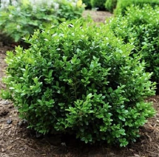 Little Missy Dwarf Boxwood — 1 QT product image from the verified GPgrows LTK collection