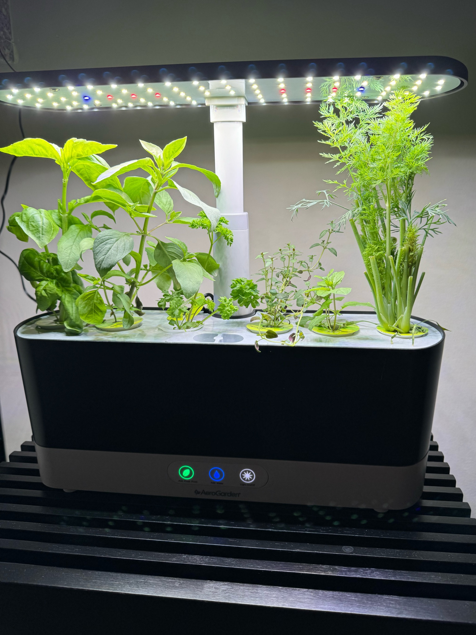 Fix your gut with homegrown herbs 🌱

#LTKhome #LTKSeasonal