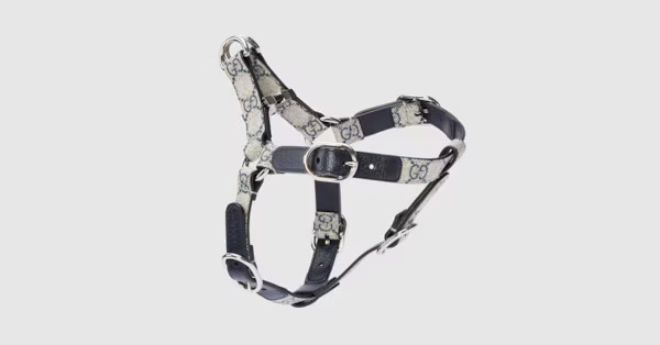 Small/medium pet harness | Gucci (US)