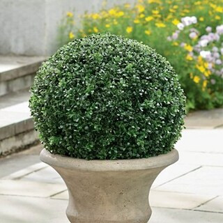 Boxwood Ball Topiary | Grandin Road